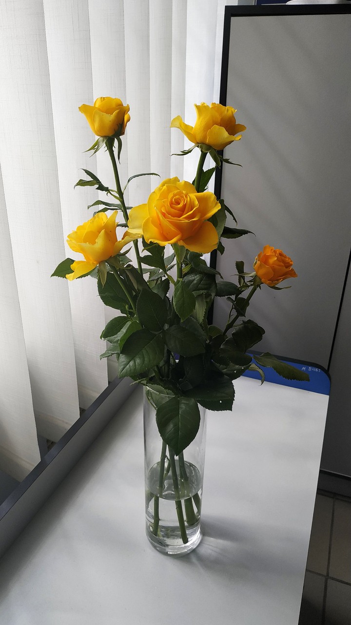 rose