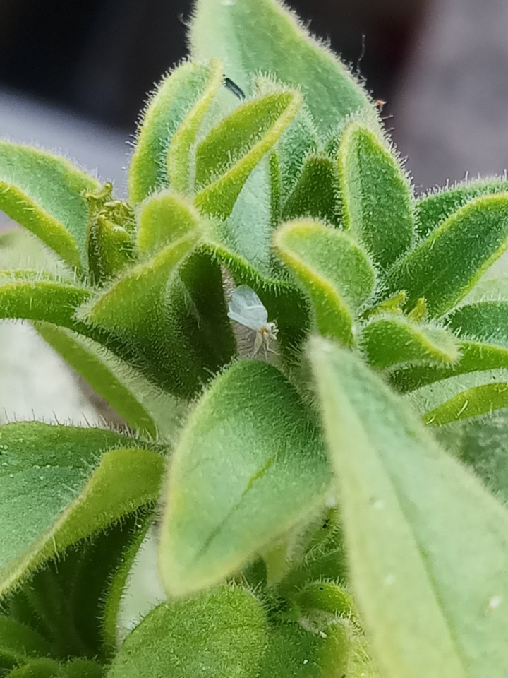 leaves