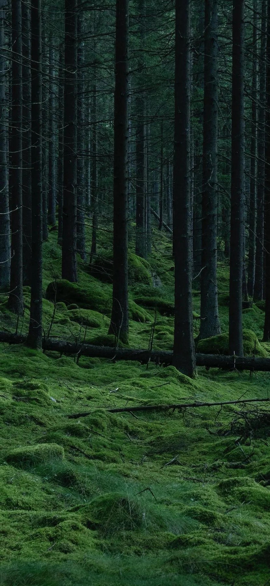 sfondi wood, forest