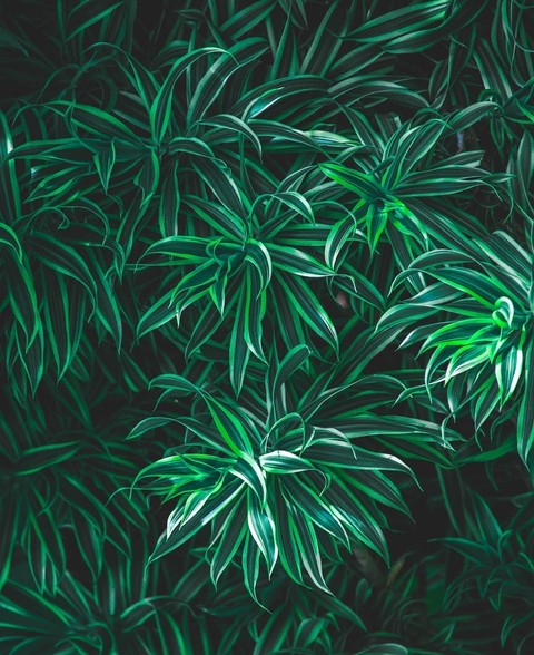 plant, organism桌布
