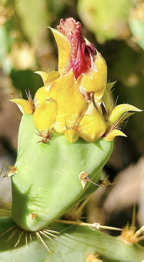 sfondi flower, Bud