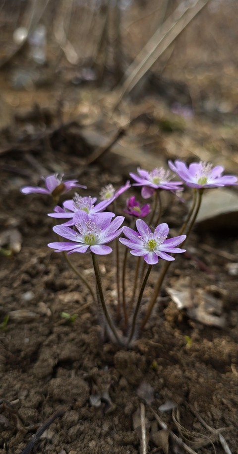 flower, 春天桌布