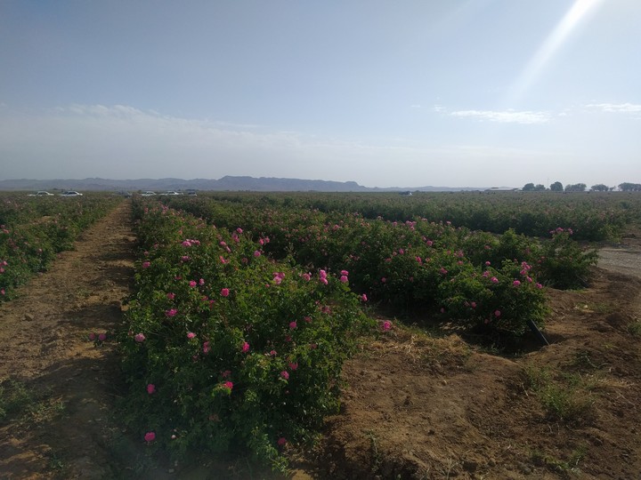 Rosa domestica