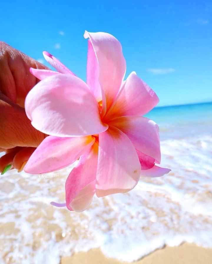 flower ?️♥️♥️♥️