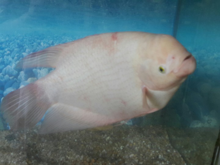 FISH