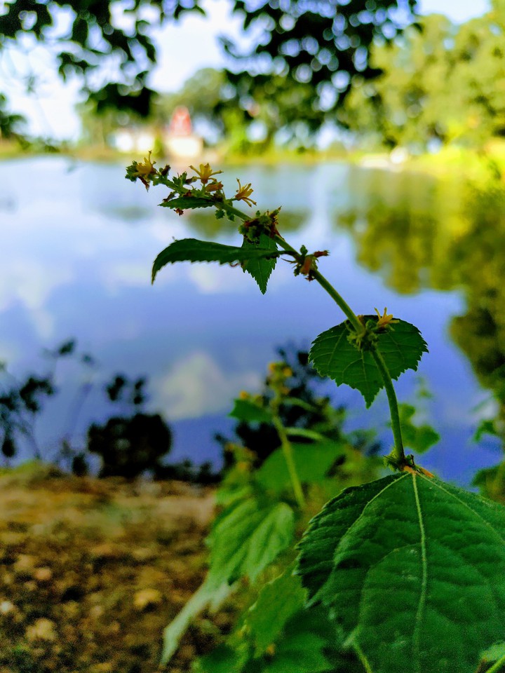 nice nature