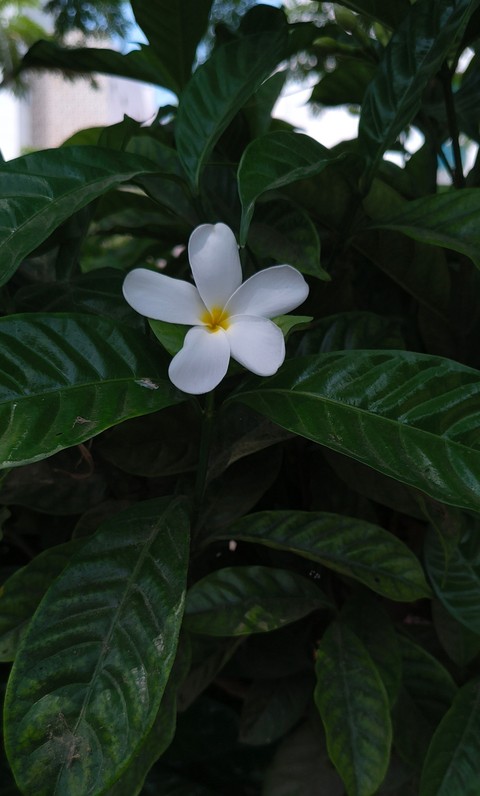 fonds d'écran flower, jasmine