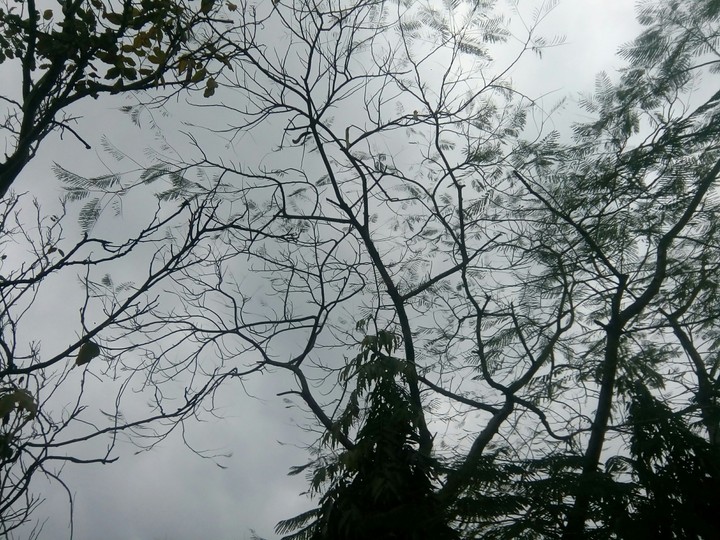 branches of trees in rainy wheather