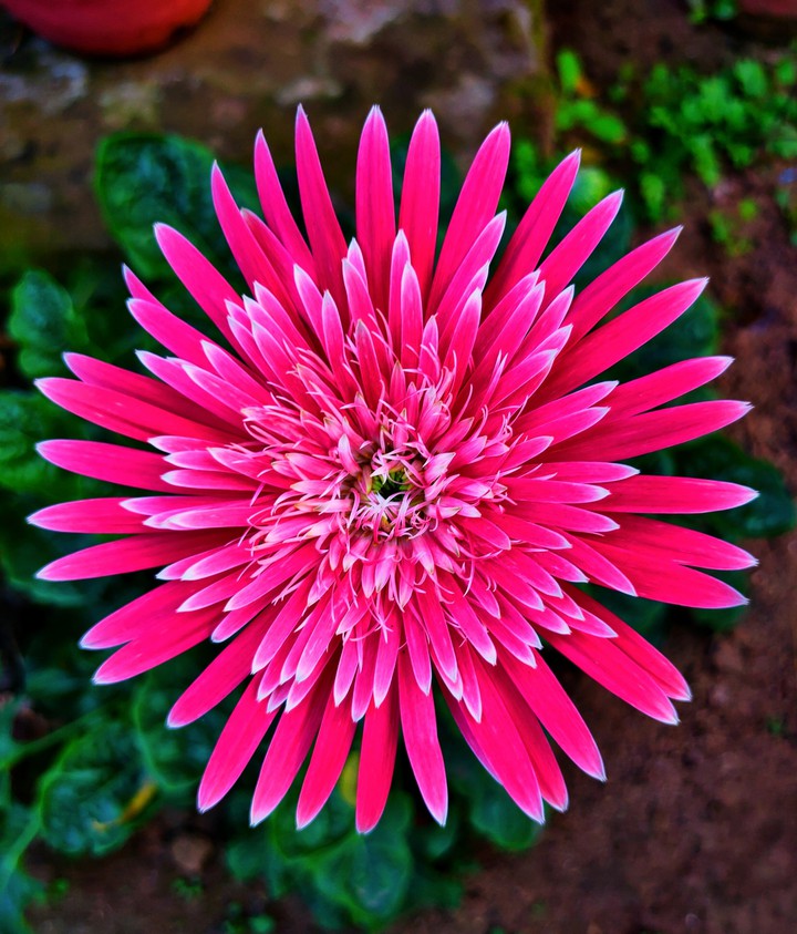 Flowers