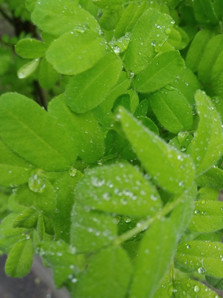 Rain