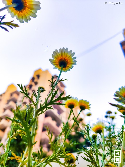 Wildflowers ?