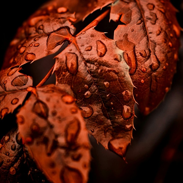 Autumn Leaves nice photo