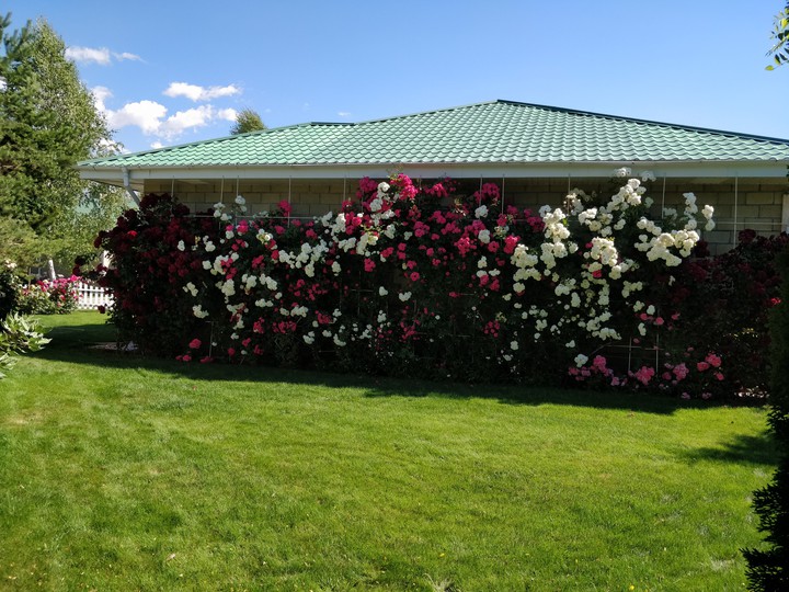 the wall of roses