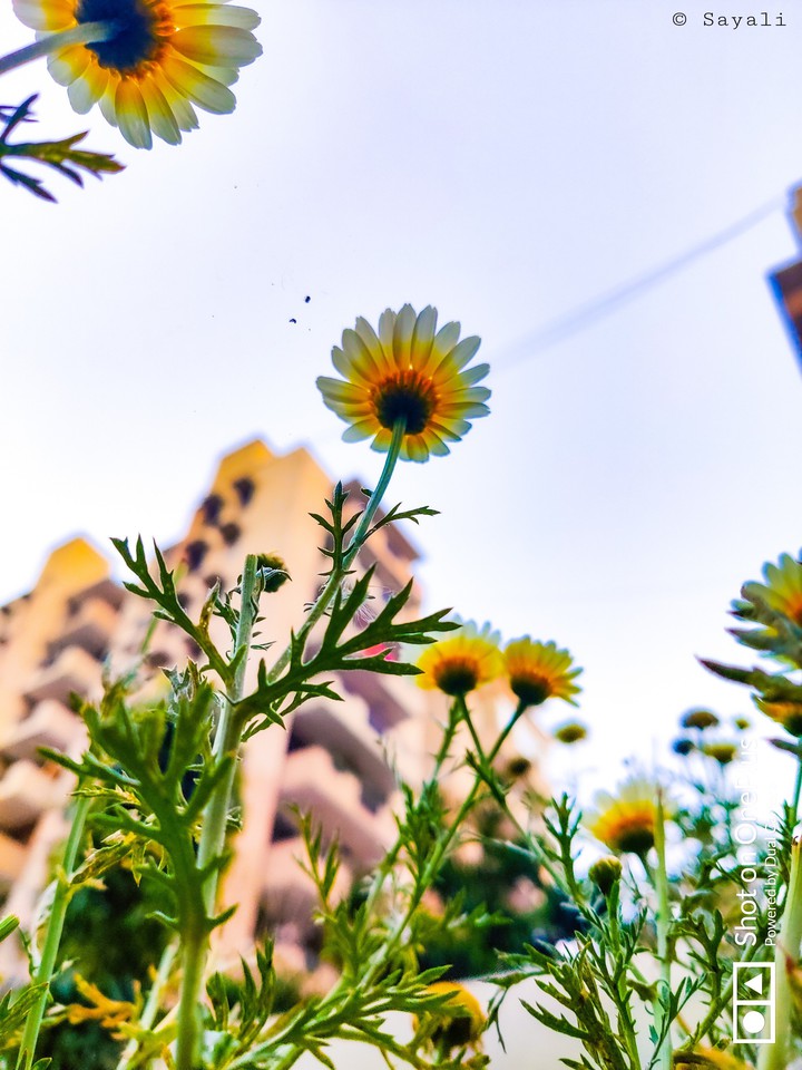 Wildflowers ?