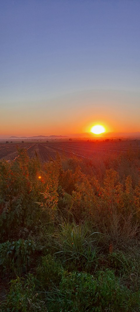 обои sunrise, plant