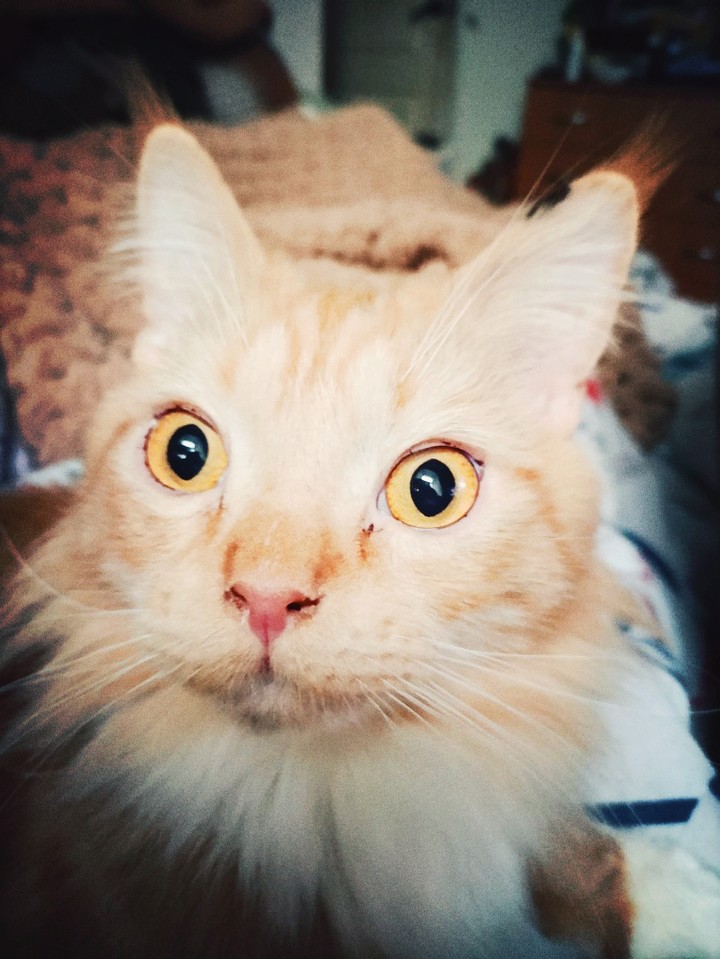 My cat. He's a Maine Coon