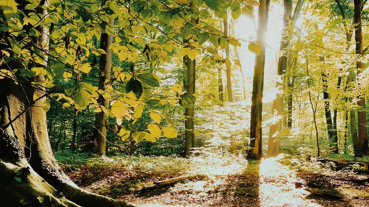 sun shine