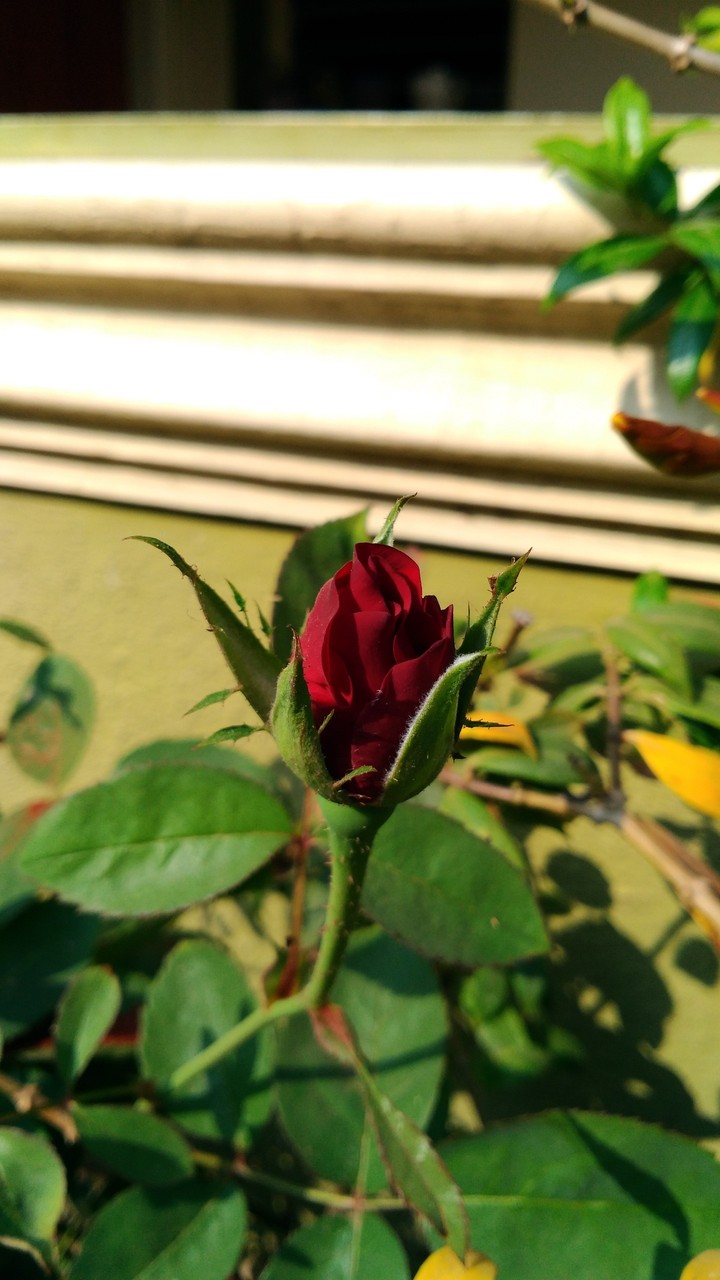 Rose