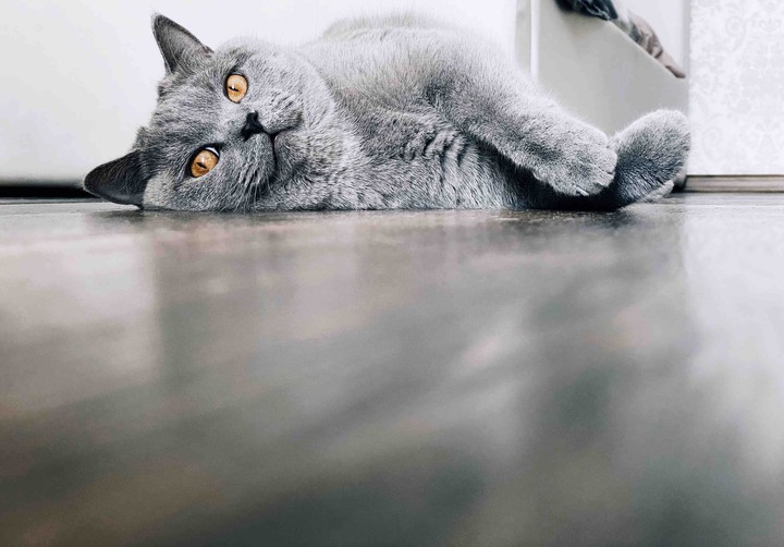 Muurrr
