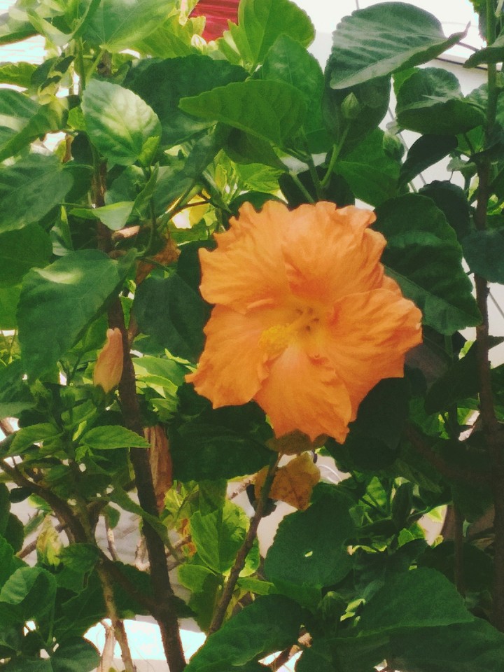 pretty hibiscus