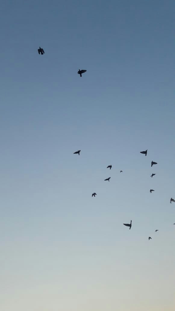 pigeons