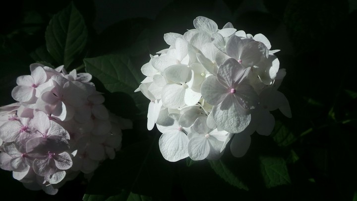 sur un air de fleur
