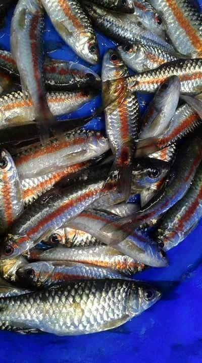 fish