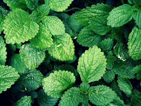 Green leaf