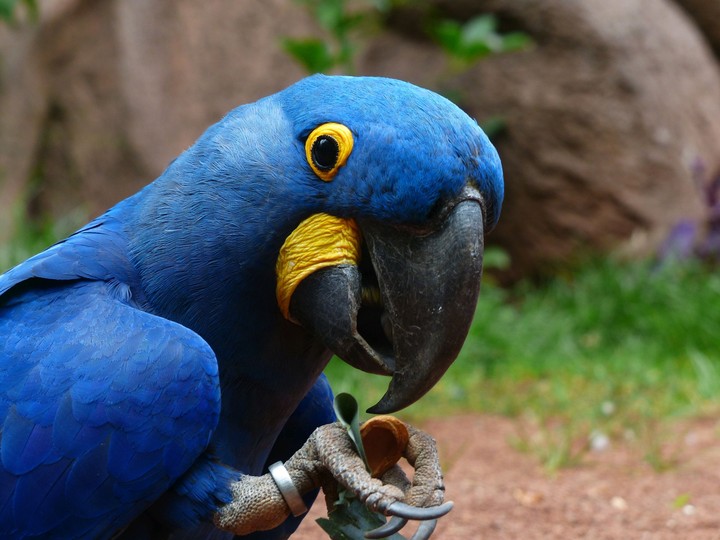 bird
