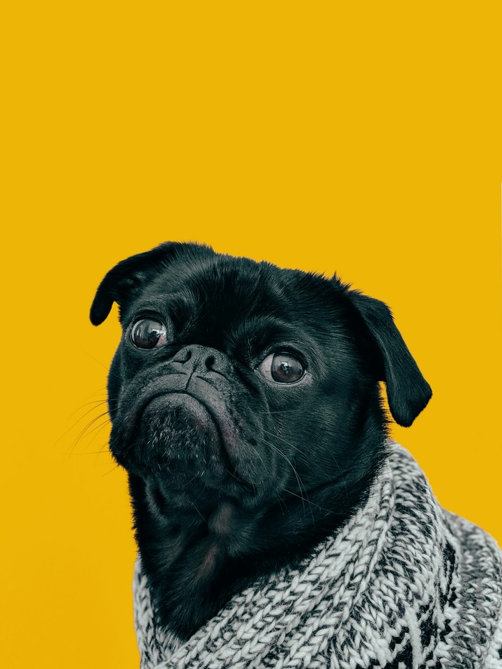 doggy