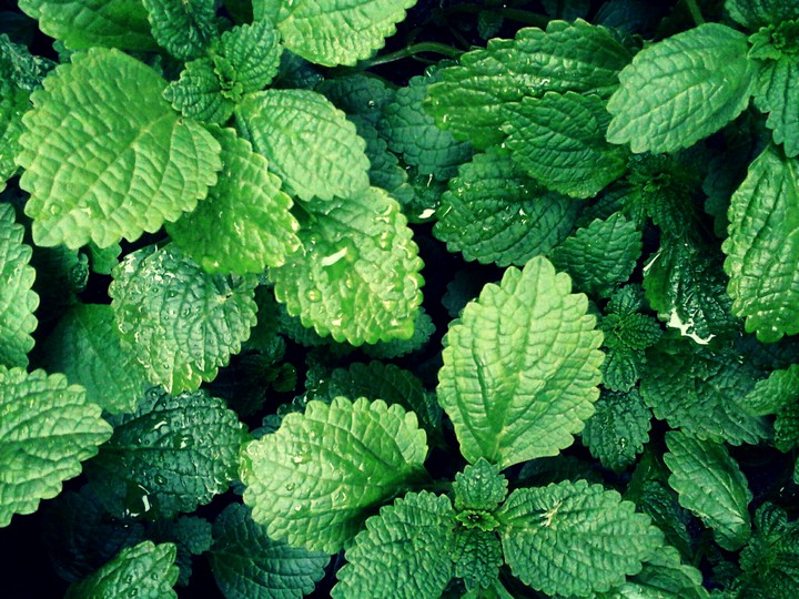 Green leaf