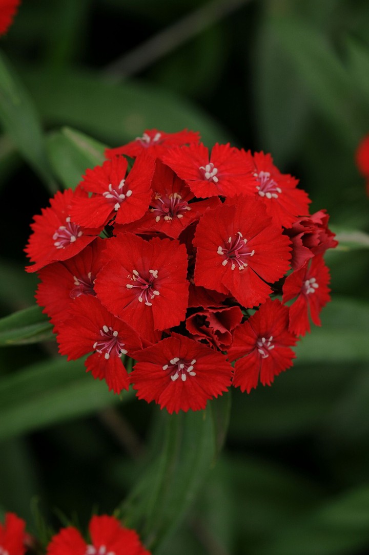 Red Dianthus