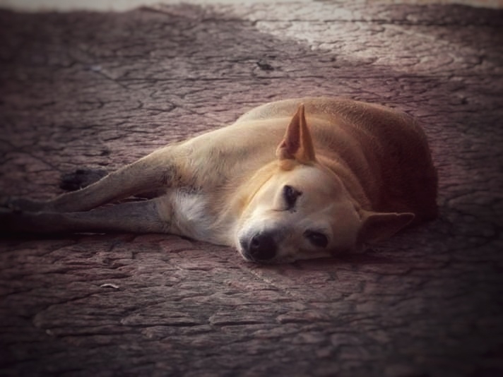 Sad street Dog