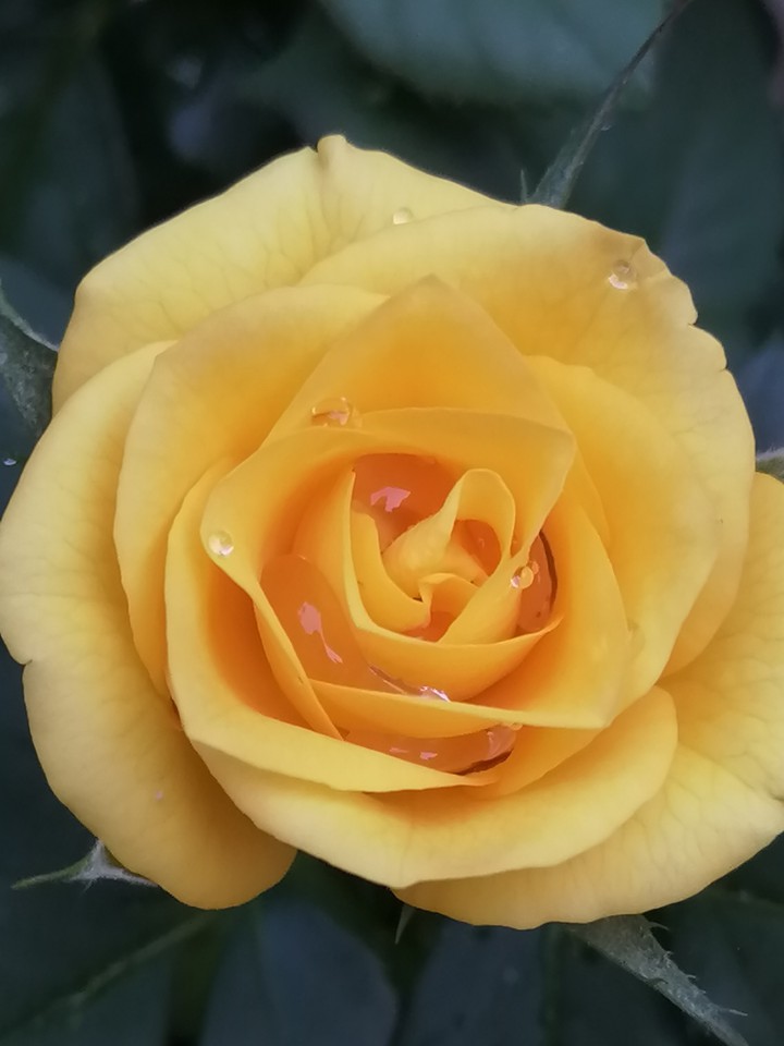 Blume