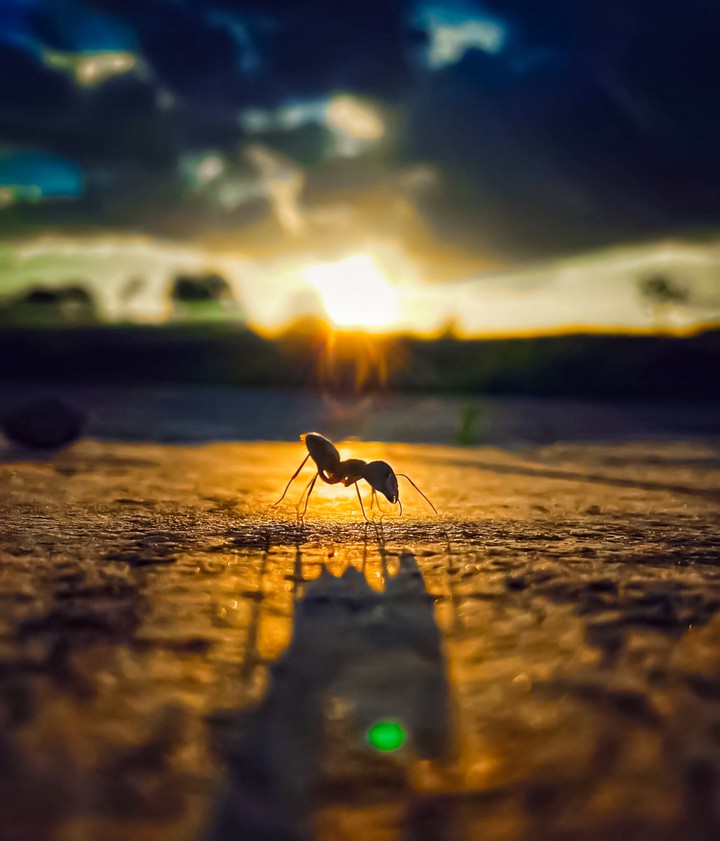 ant, sunset