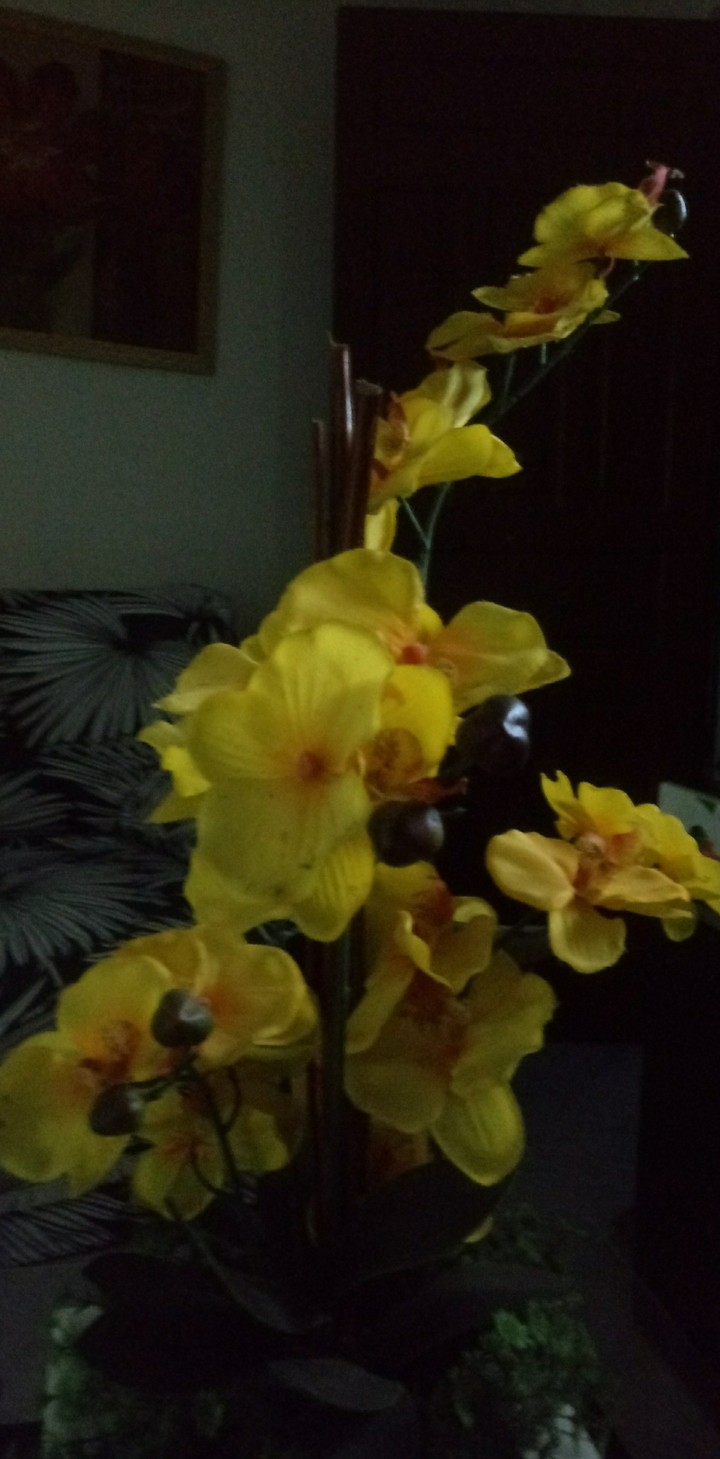 orquídeas