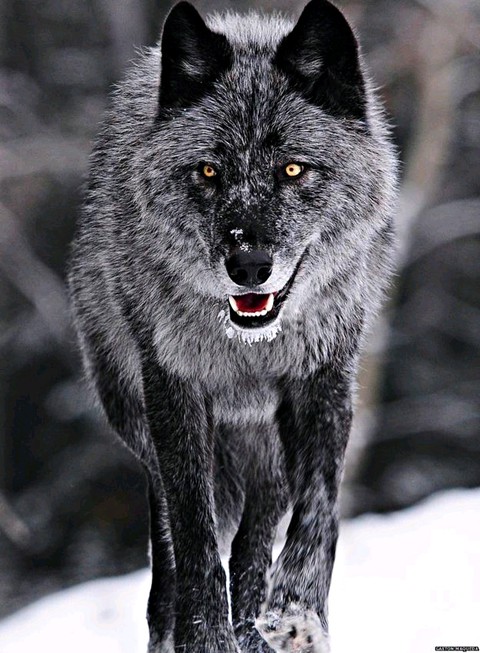 fonds d'écran Carnivore, wolf