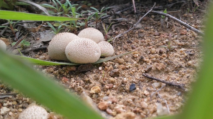 Hongos 