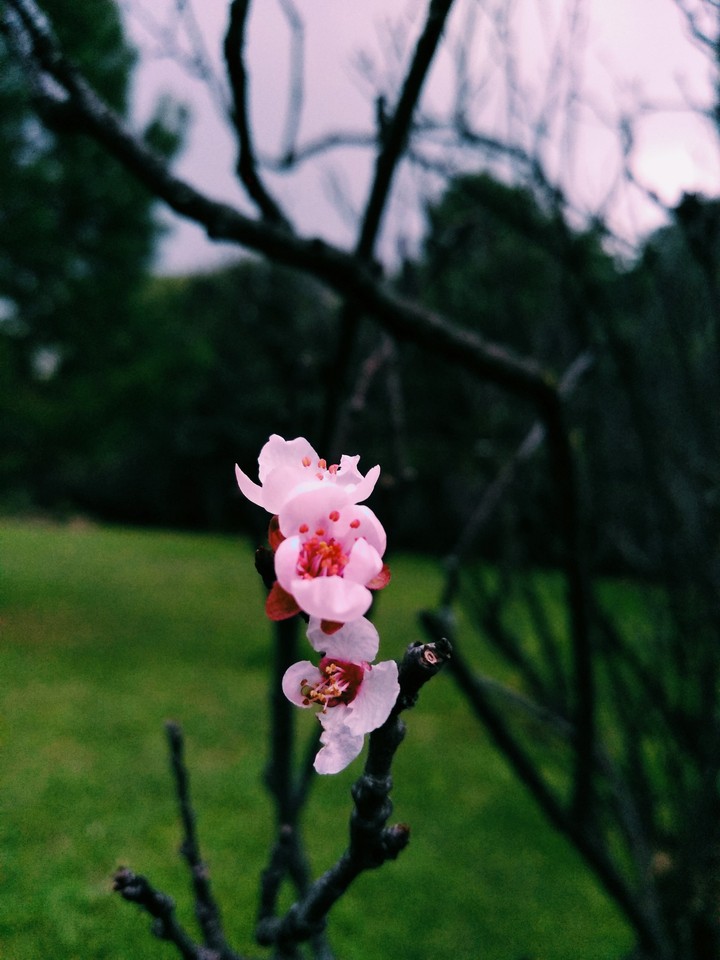 flor