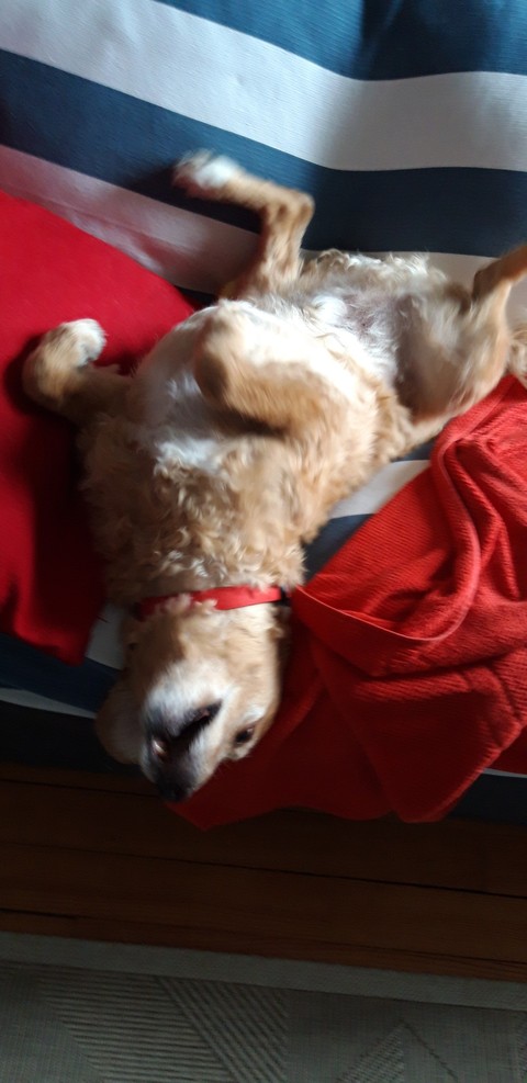 DUKE adore le canapé