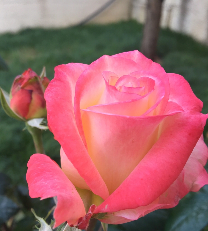no_filter