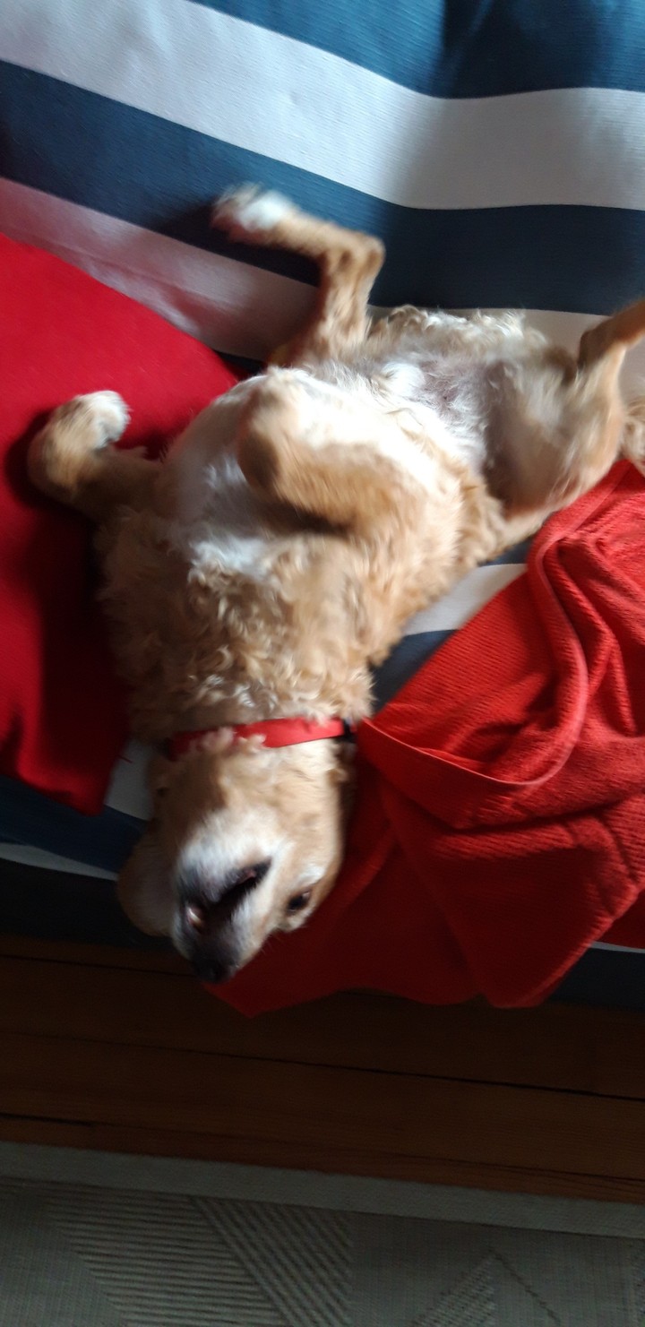 DUKE adore le canapé 