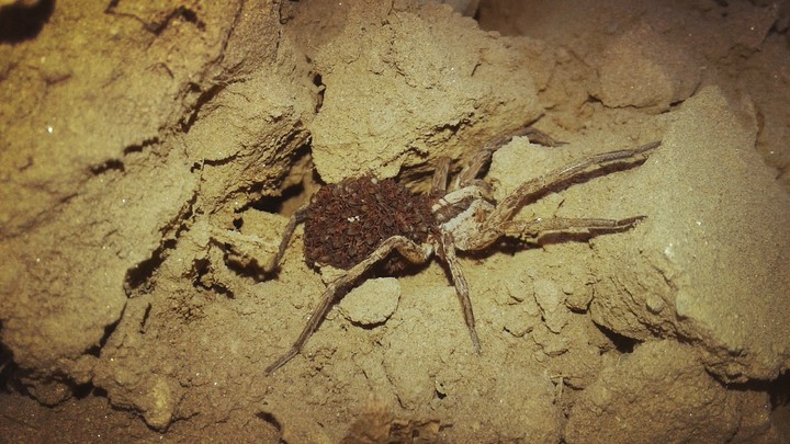spider