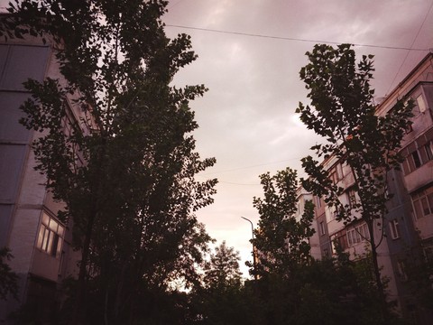 sky, tree壁紙
