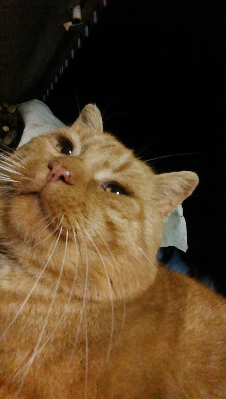 Kitty
