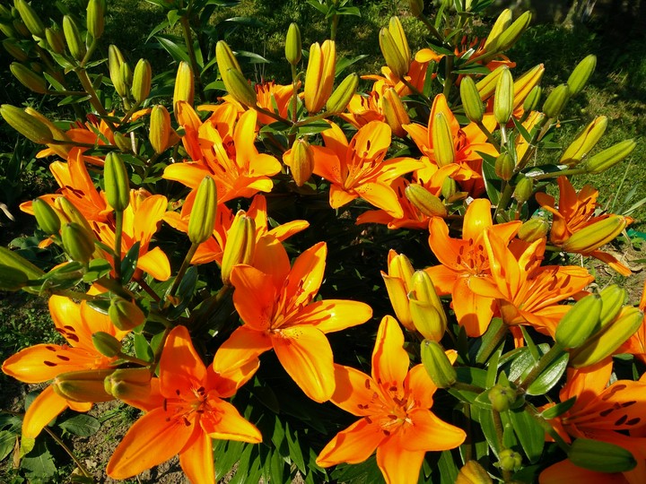 Lily