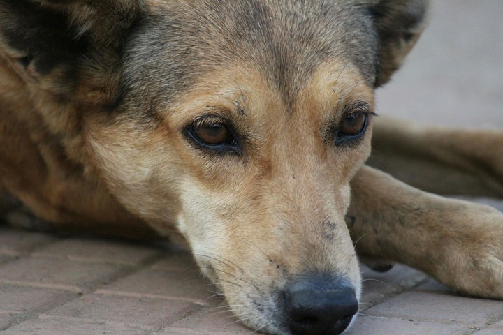 dog