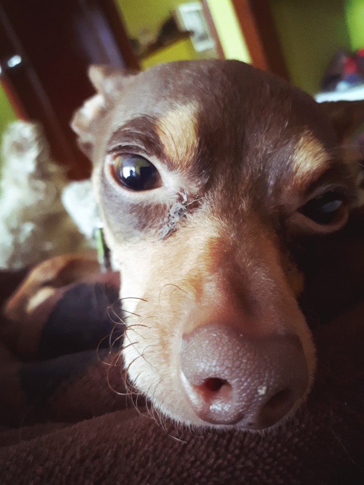 Bambi