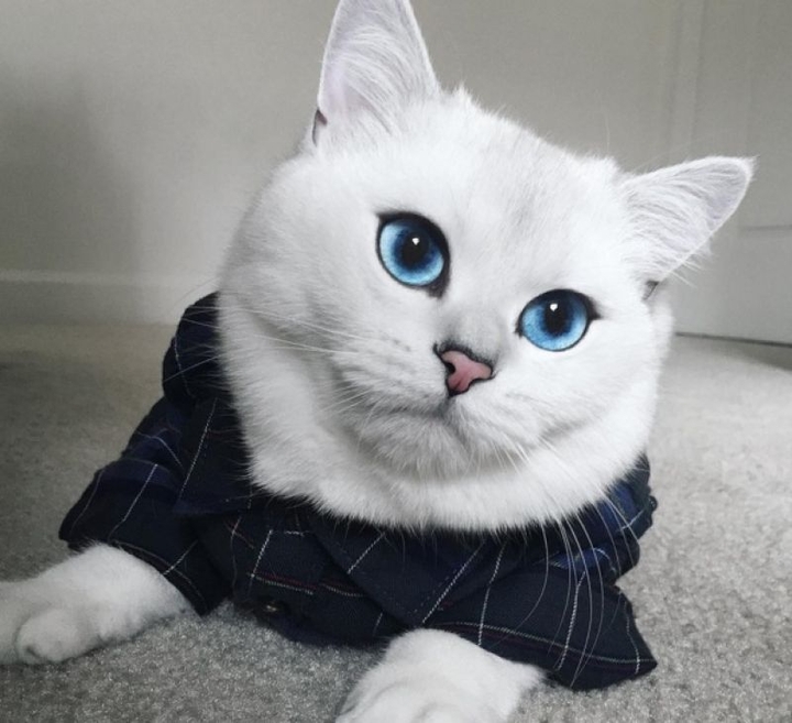 냥이