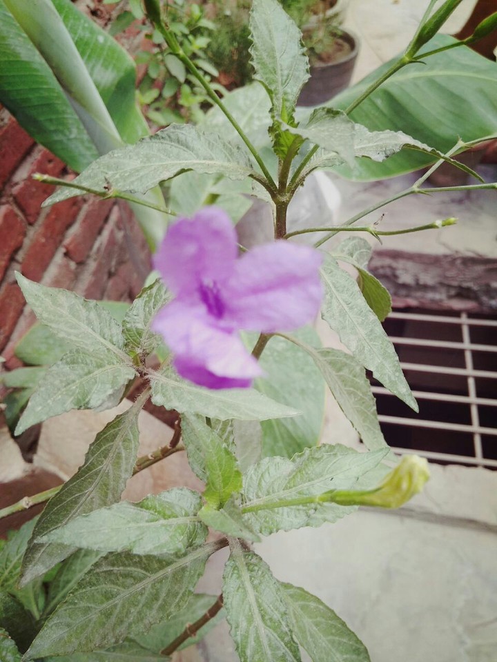 Purple Flowers